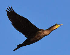 Great Cormorant