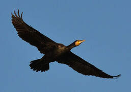 Great Cormorant