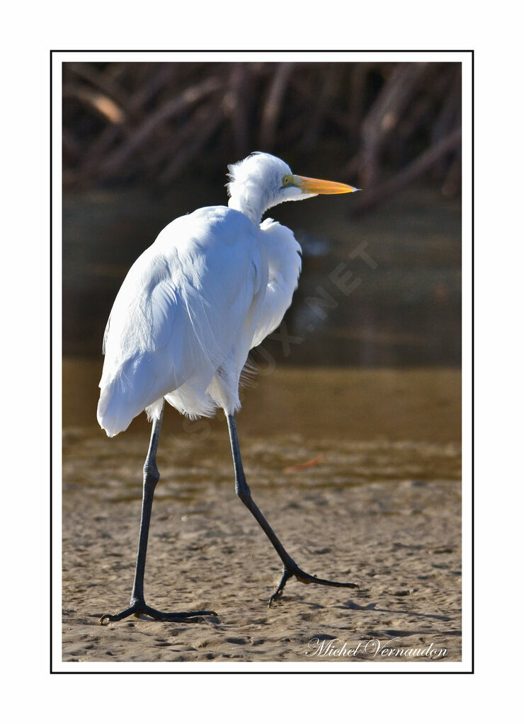 Grande Aigrette