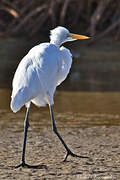 Grande Aigrette