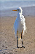 Grande Aigrette