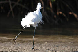 Grande Aigrette