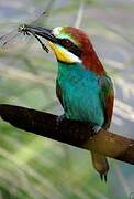 European Bee-eater