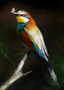 European Bee-eater