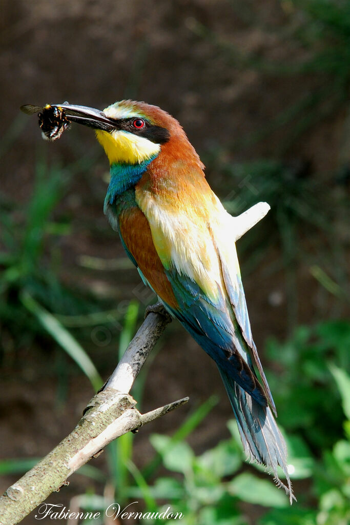 European Bee-eater male adult