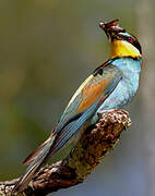 European Bee-eater