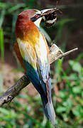 European Bee-eater