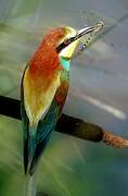 European Bee-eater