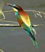 European Bee-eater