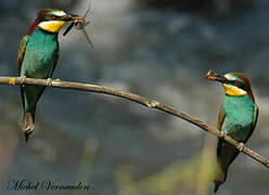 European Bee-eater