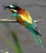 European Bee-eater