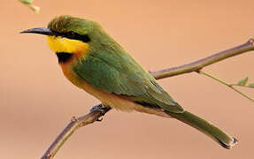 Little Bee-eater