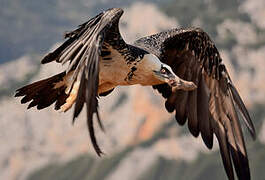 Bearded Vulture