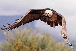 Bearded Vulture