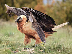 Bearded Vulture