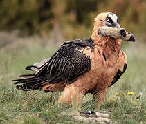 Bearded Vulture