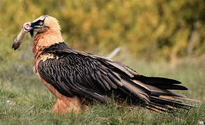 Bearded Vulture