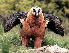 Bearded Vulture