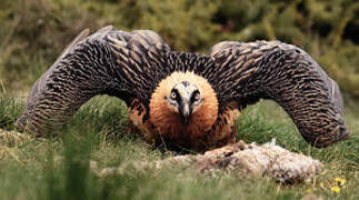 Bearded Vulture