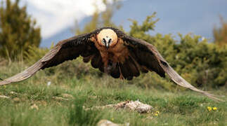 Bearded Vulture