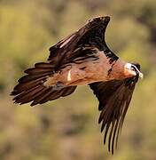 Bearded Vulture