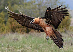 Bearded Vulture