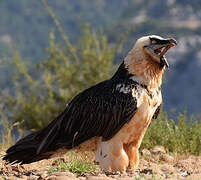 Bearded Vulture