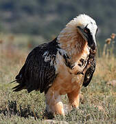 Bearded Vulture