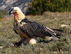 Bearded Vulture