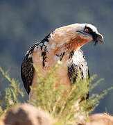 Bearded Vulture