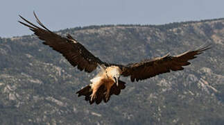 Bearded Vulture