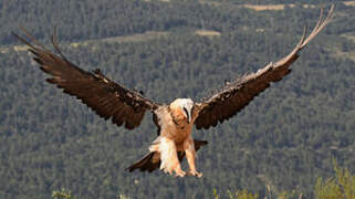 Bearded Vulture