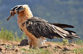 Bearded Vulture