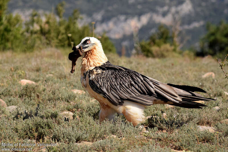 Bearded Vultureadult, feeding habits