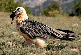 Bearded Vulture