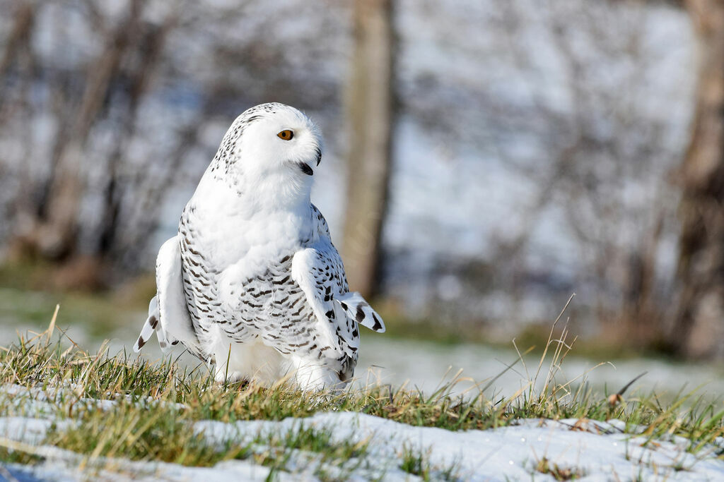 Harfang des neiges