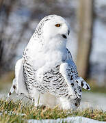 Snowy Owl