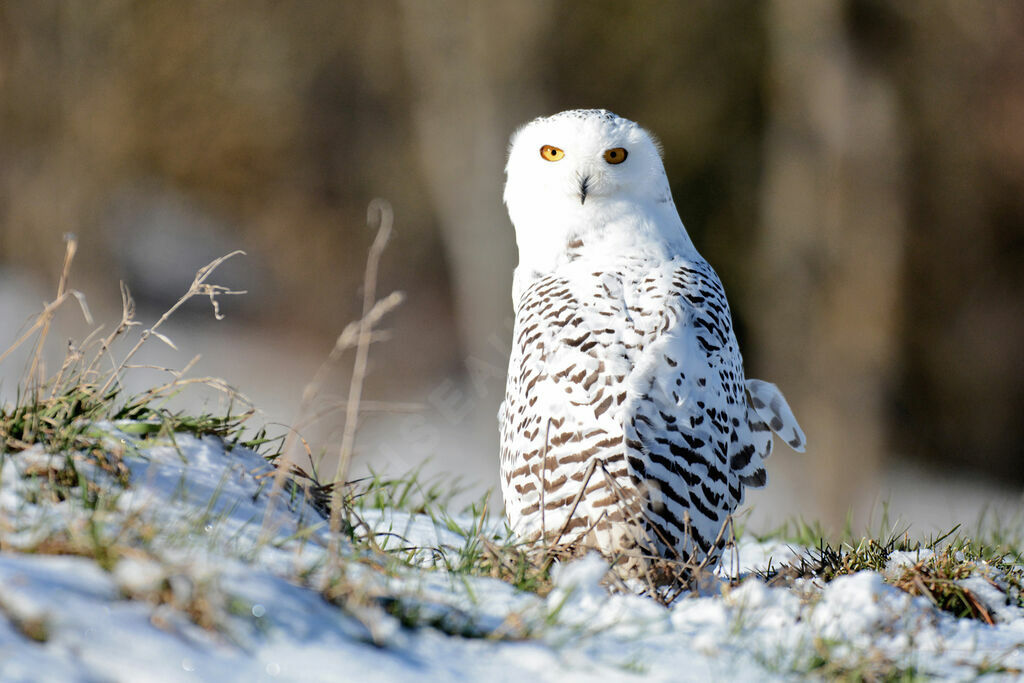 Harfang des neiges