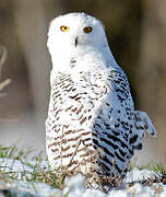 Snowy Owl