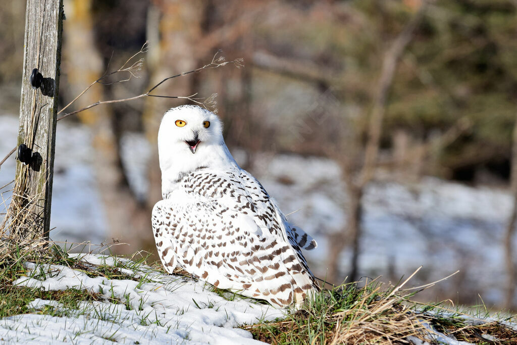 Harfang des neiges