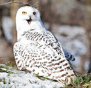 Snowy Owl