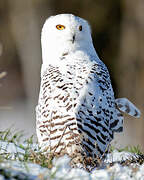 Snowy Owl