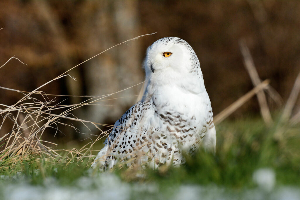 Harfang des neiges