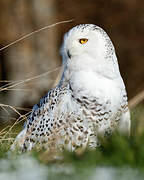 Snowy Owl