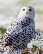 Snowy Owl