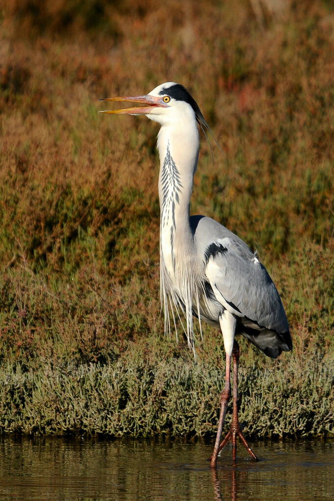 Grey Heron