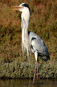 Grey Heron