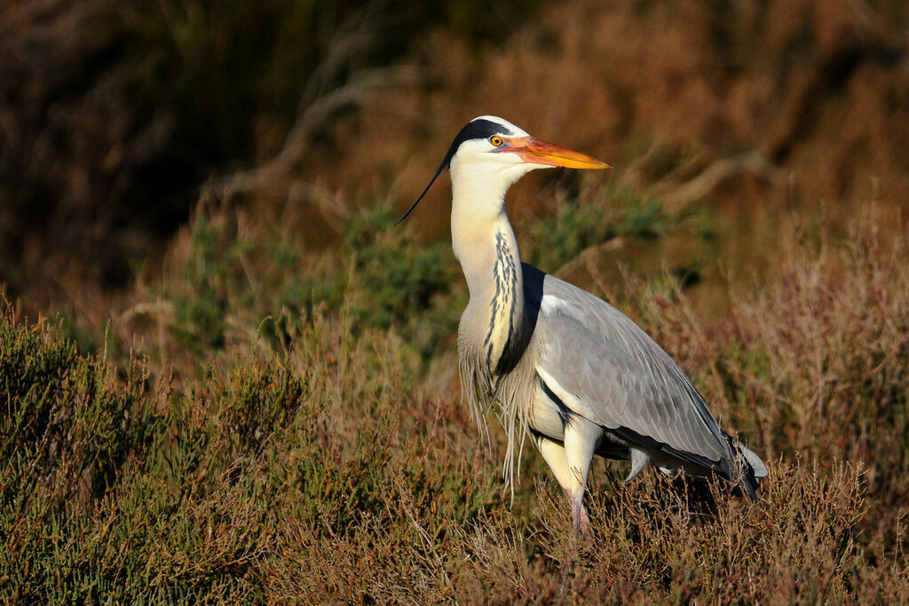 Grey Heron