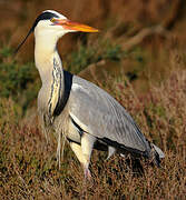 Grey Heron