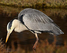 Grey Heron